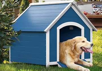 How to Create a Pet-Friendly Garden Top Ideas