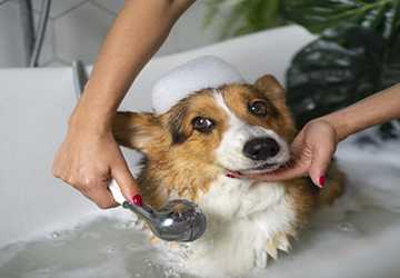 How to Safely Bathe and Groom Your Pet at Home